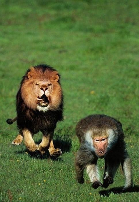 FleeingBaboon001.jpg