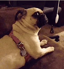 pug-shocked.gif