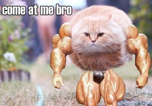 muscle-cat.jpg
