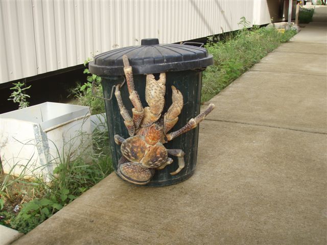 crab1.jpg