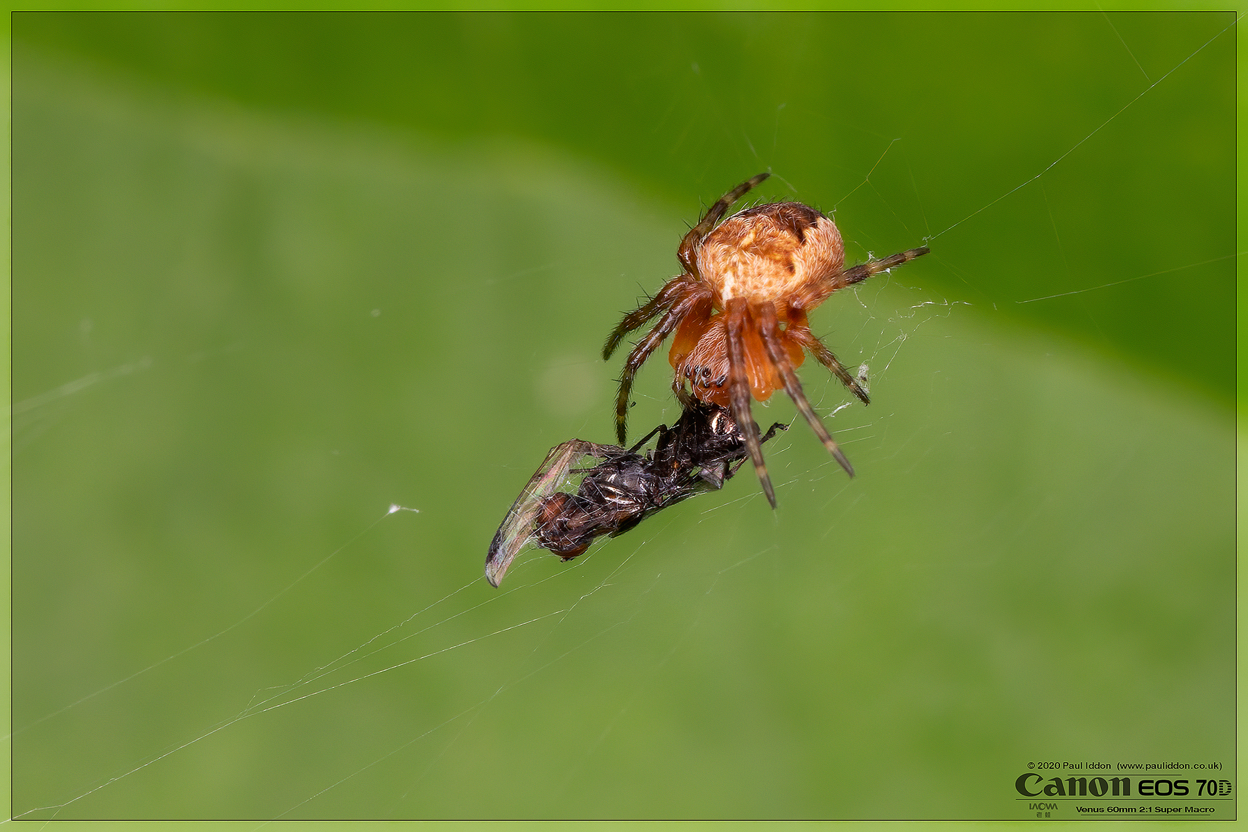 youngorbandprey1800.jpg