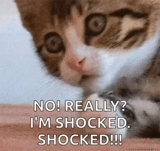 cat-shocked.gif