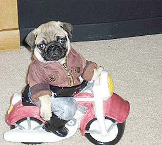 pug-dog-police-cop-costume.jpg