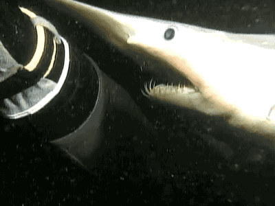 4222013022451rFefiE4.gif