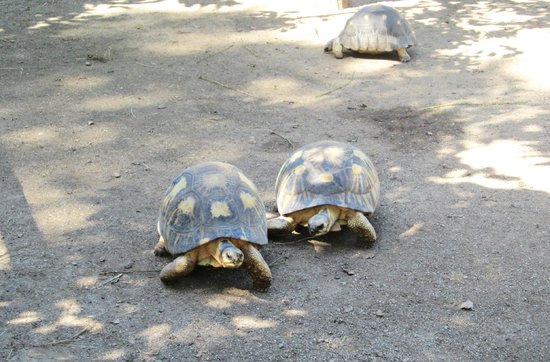 a-cupulatta.jpg