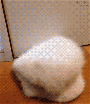 edf548802826ef25f1f0d91584bc6239.gif