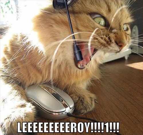 leeroy_jenkins_wow_cat.jpg