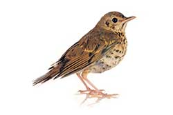 thrush_93028108_250.jpg