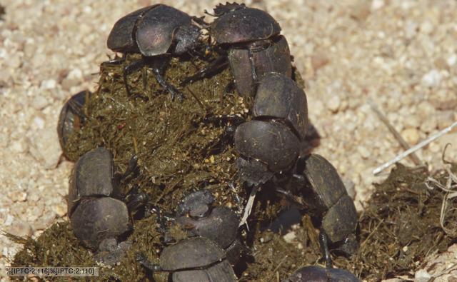 dung_beetle_1.jpg