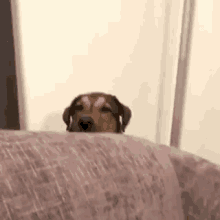 dog-peekaboo.gif