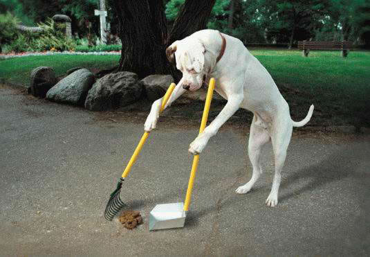 pooper_scooper.jpg