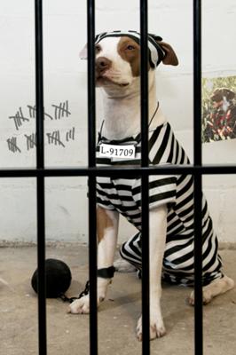the-jail-break-artist-jailed-prisoner-costume-21406946.jpg