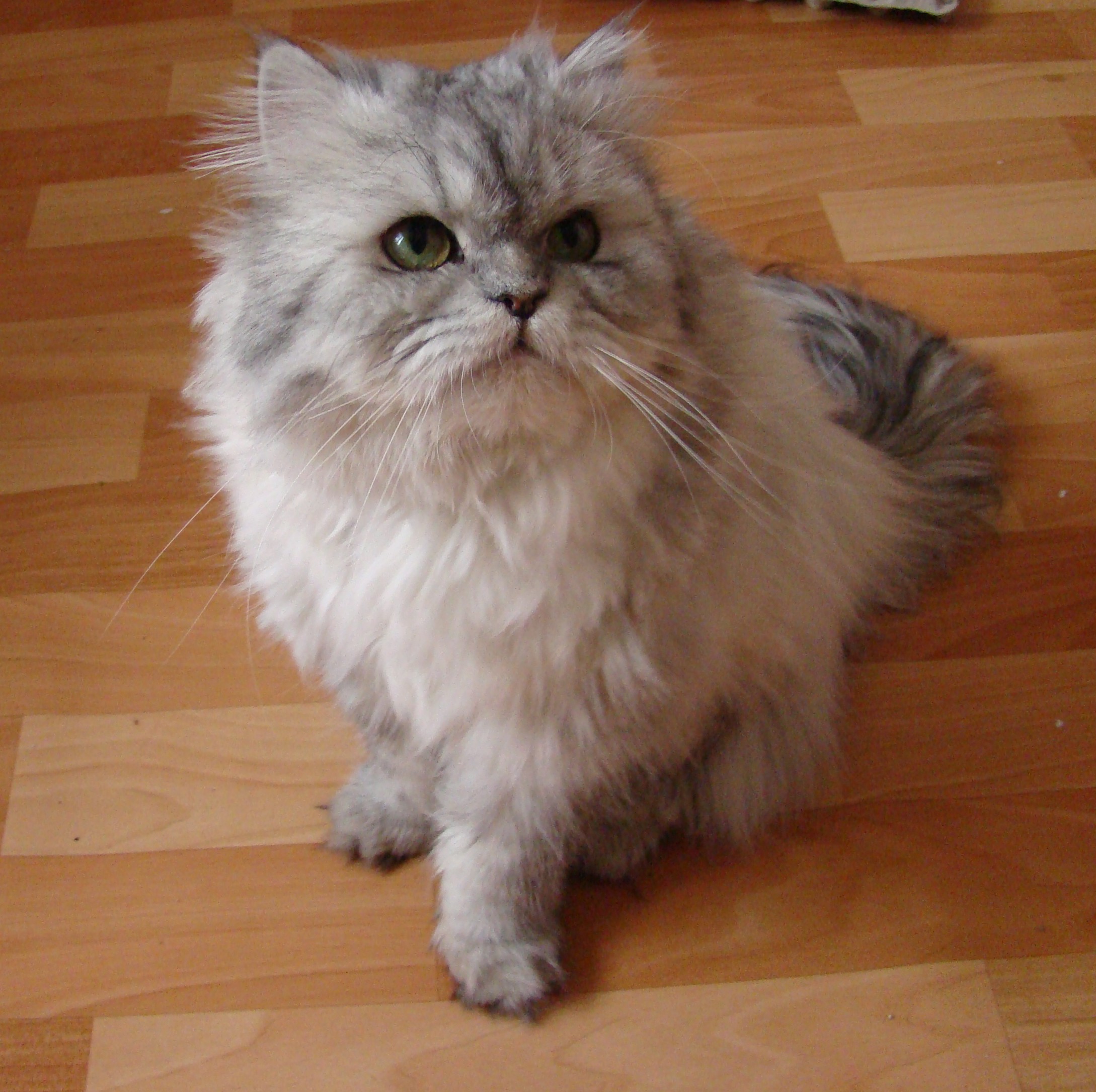 Doll_face_silver_Persian.jpg