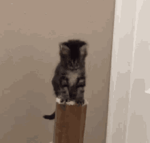 kitten-falling-kitten-falls.gif