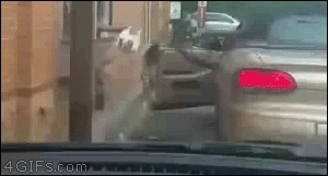 tumblr_inline_o8bp9qj4DY1raprkq_500.gif