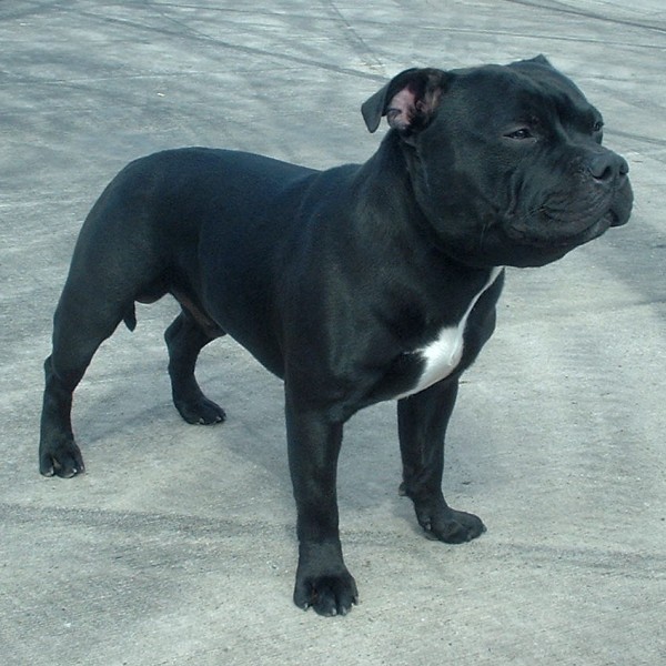 Staffordshire_Bull_Terrier_600.jpg
