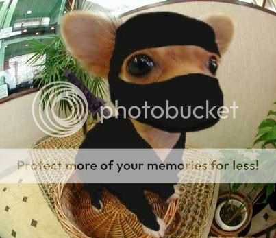 funny_pictures_Ninja_Chihuahua.jpg