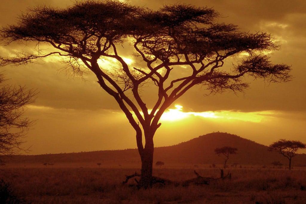 acacia-1024x682.jpg