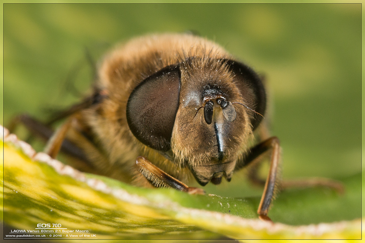 1200eristalis05.jpg