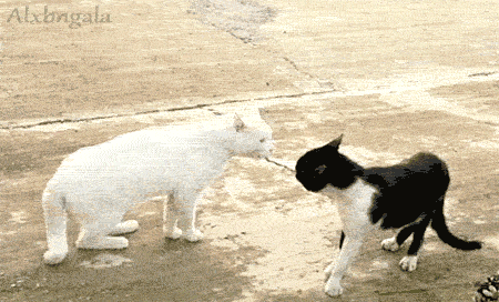tumblr_luba0n1u9O1r4ghkoo1_500.gif