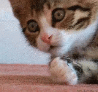 nope-oh.gif