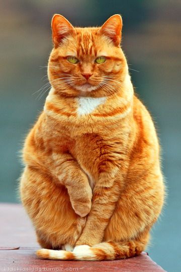737732f46f57b7600af98e51d5edcf44--garfield-red-cat.jpg