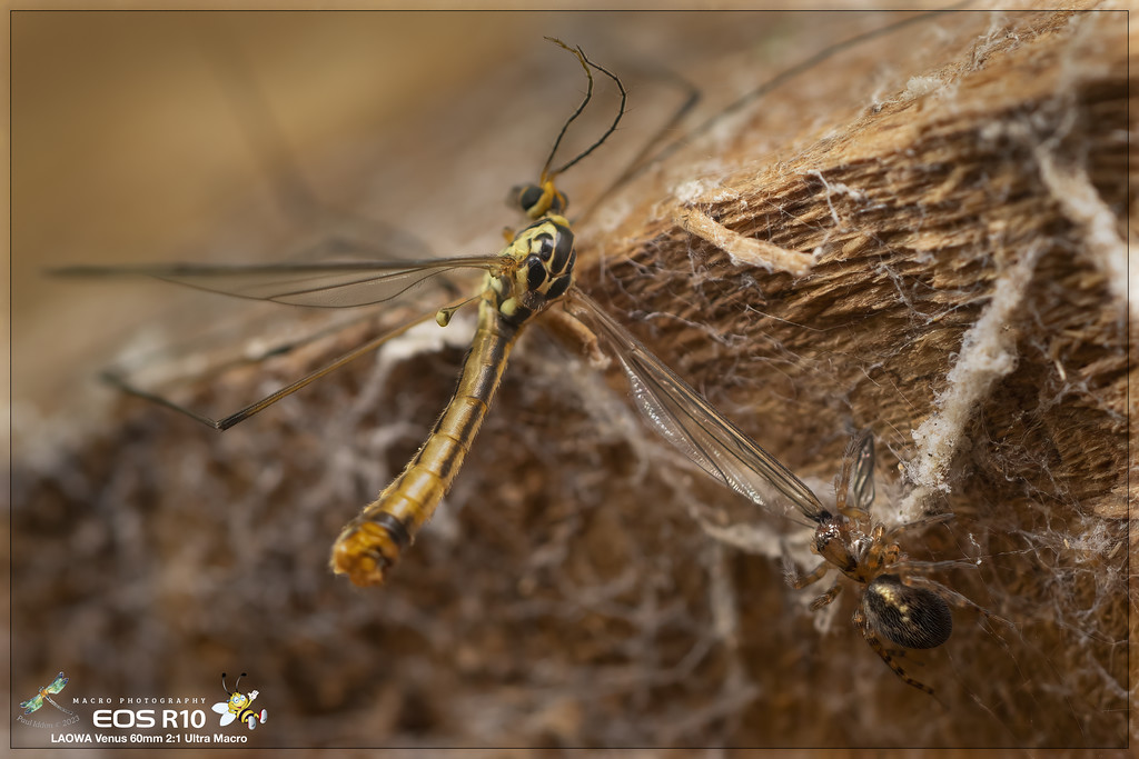 cranefly_meal_a-XL.jpg