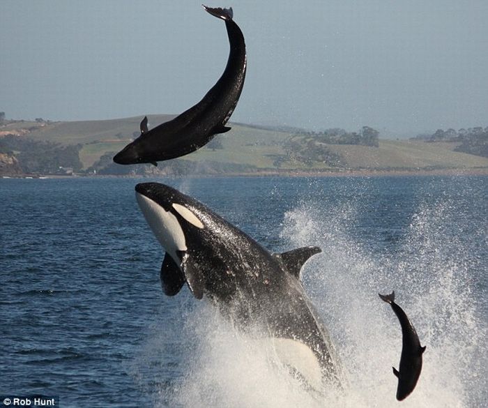 orca_kills_dolphin_02.jpg