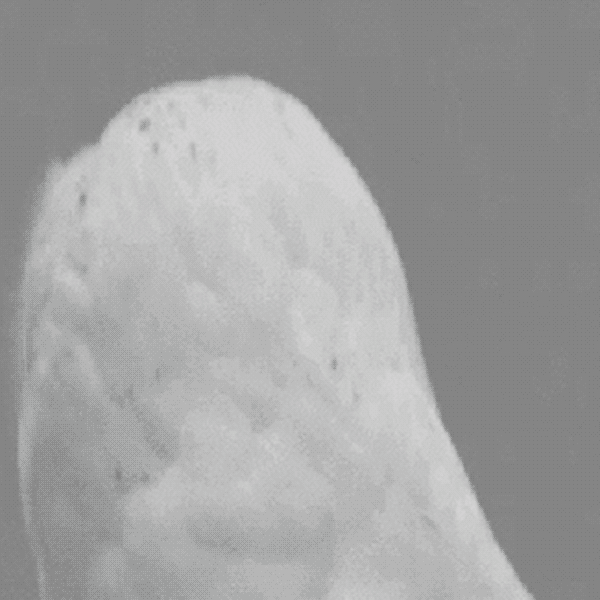 3tQy.gif