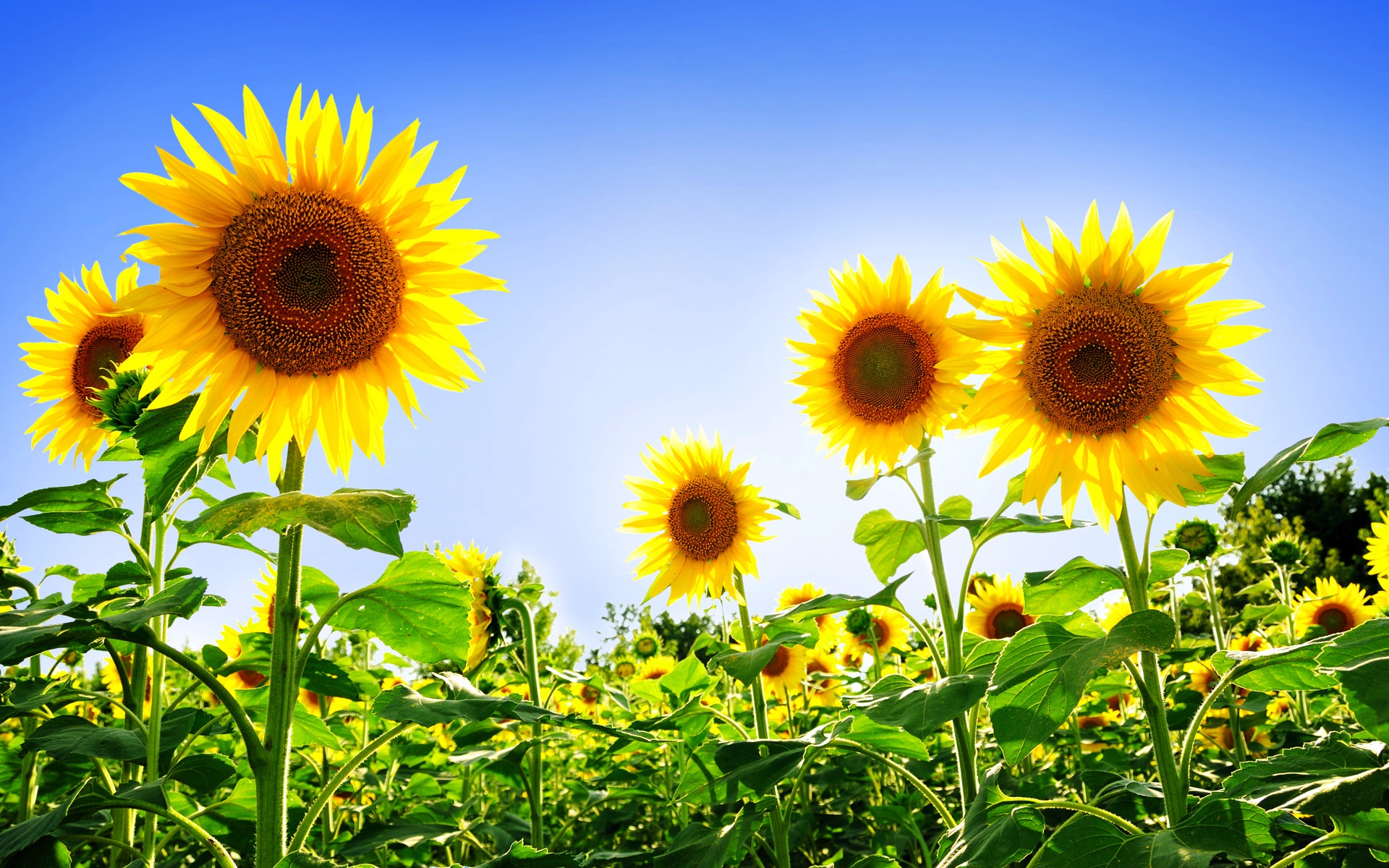 gorgeous_sunflowers-wide.jpg