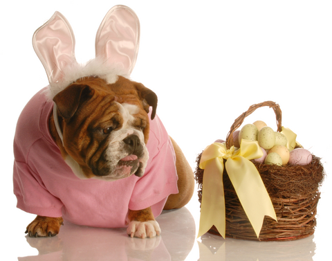 easter_dog_sweater_knit13.jpg