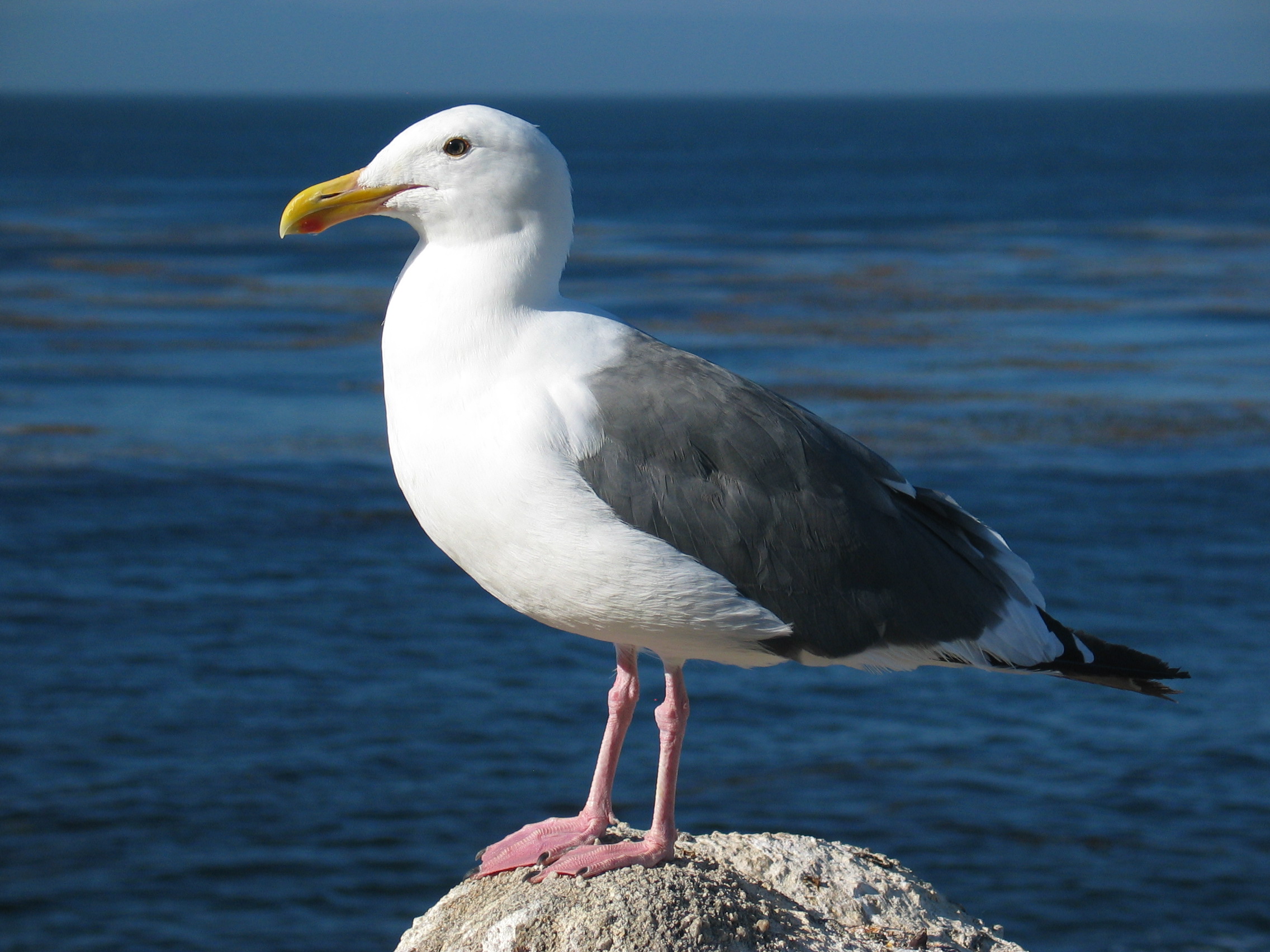 Gull_ca_usa.jpg