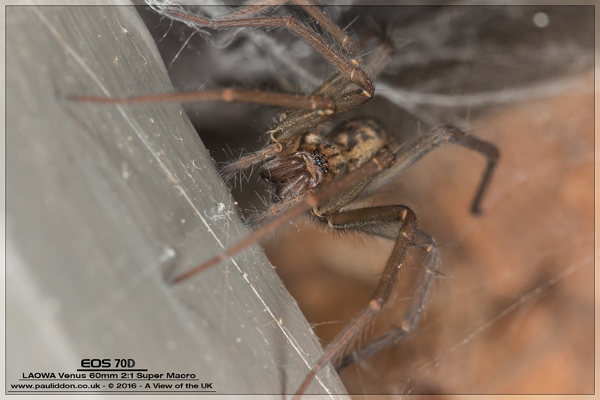 1200spider003.jpg