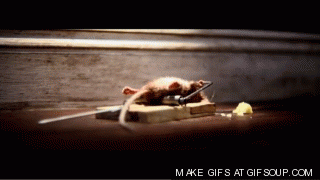 giphy.gif