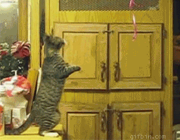 1264355701_cat.gif