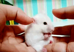 tumblr_lpy1veLiT21qii6tmo1_250.gif