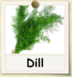nonhybrid-dill.gif