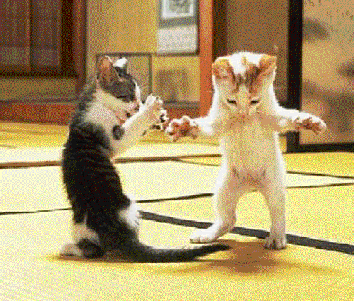 cats-1.gif