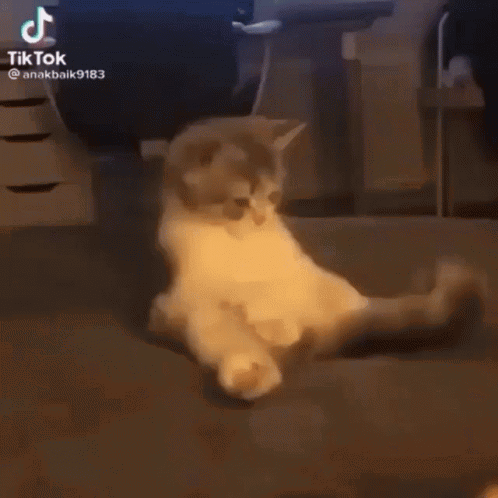 tailcatmeme-cattailmeme.gif