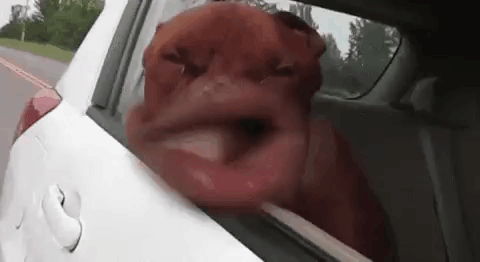 happy-dortmund.gif
