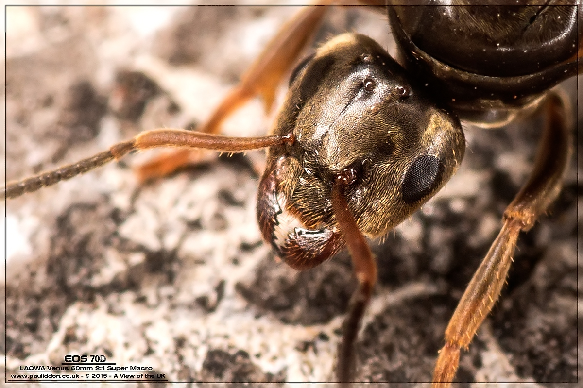 1200ant3a.jpg