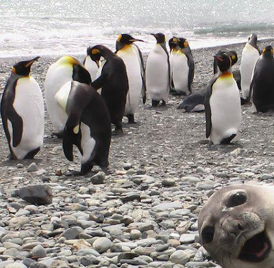 seal+crasher.jpg