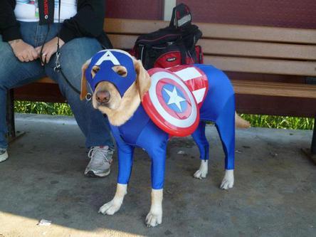 1captamericadog.jpg