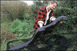 eel.jpg