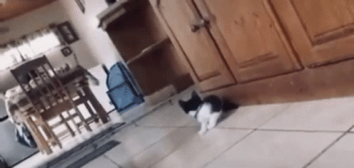 Kitten.gif