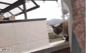 abandon-thread-cat-jumps-out-of-window.gif