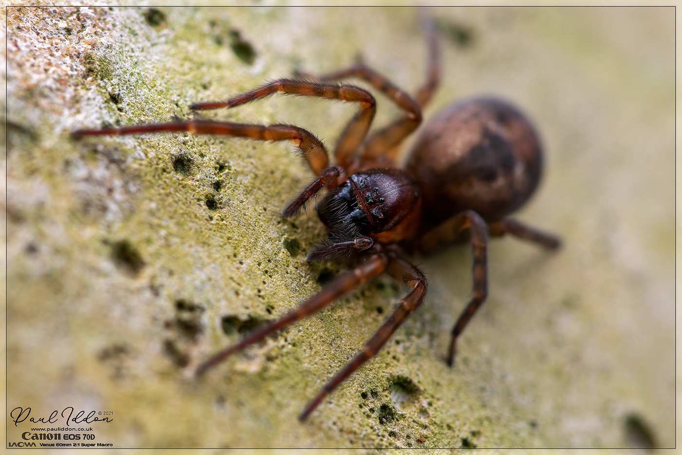 26spider02_1400.jpg