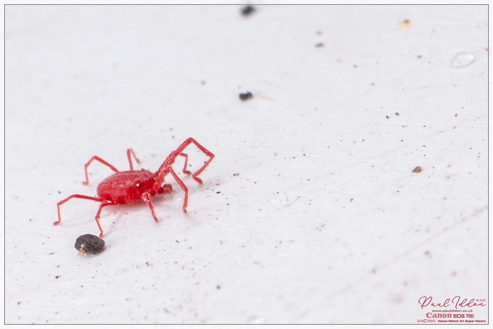 redmite2_4k_1800-X3.jpg