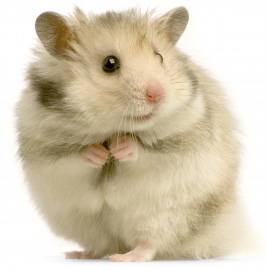 Timid-Mouse.jpg