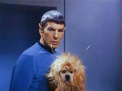 tumblr_msq3b9fTNu1sg3vmpo3_250.gif